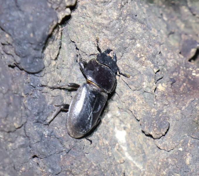 コクワガタ♂、ノコギリクワガタ♀、ヒラタクワガタ♀（アングル2）_No.3のクヌギ_クワガタ達のオアシス_2023年9月27日19時10分 気温24.5度